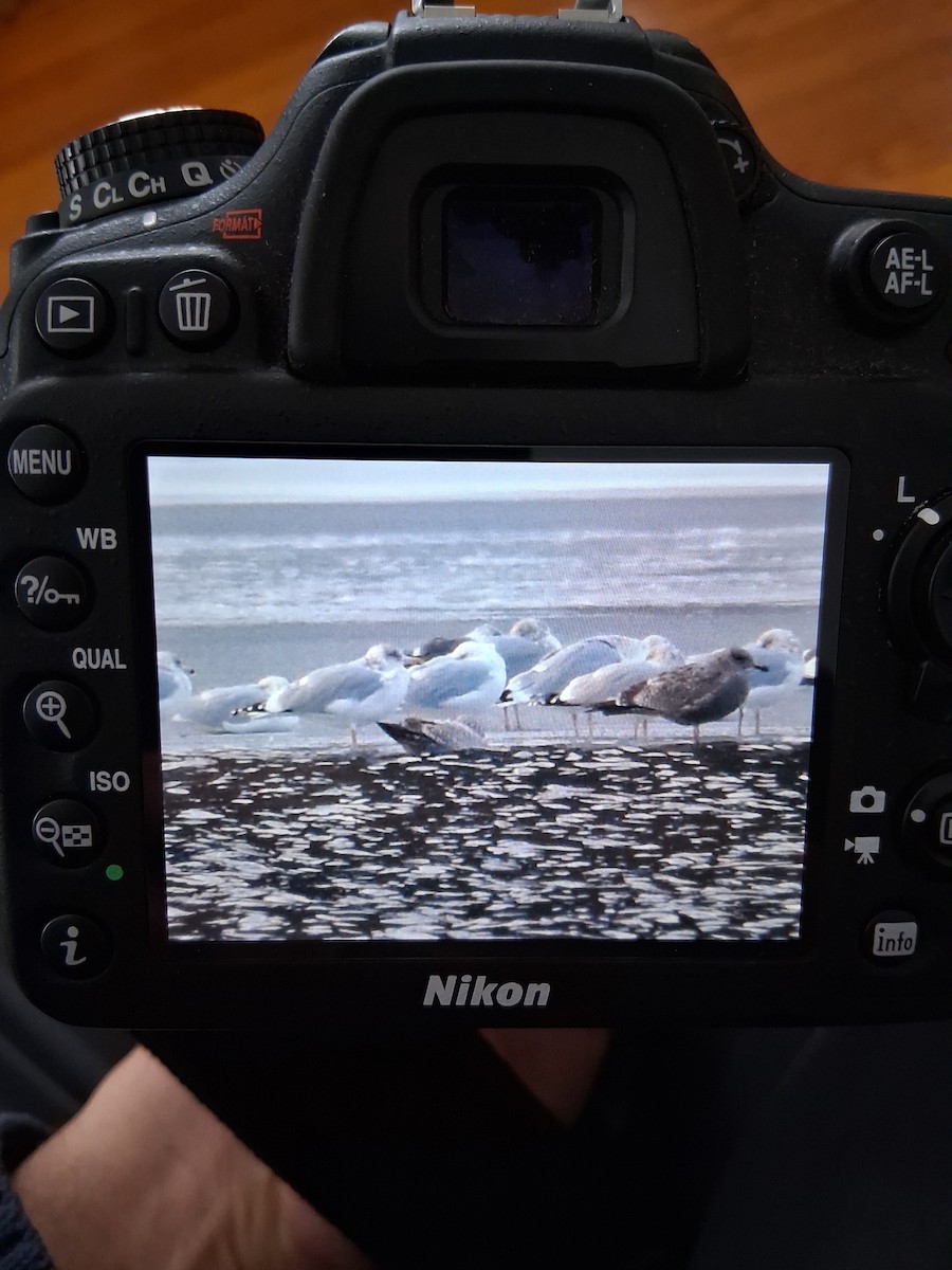 Мартиновий sp. - ML647698631