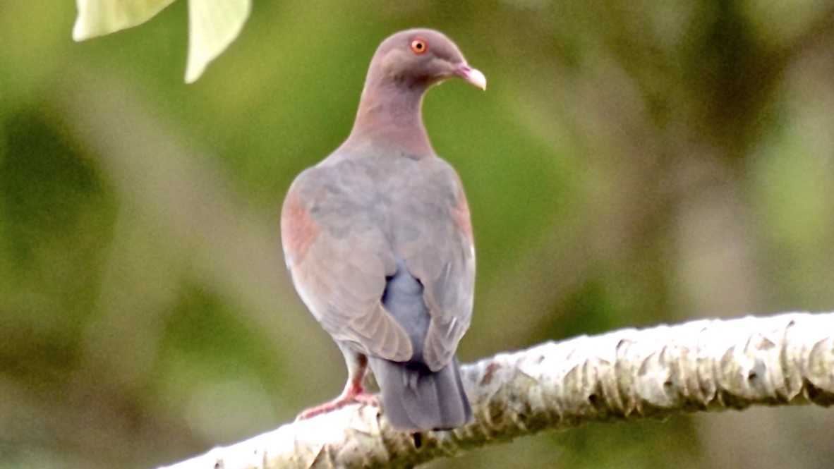 Голуб жовтодзьобий - ML647698632