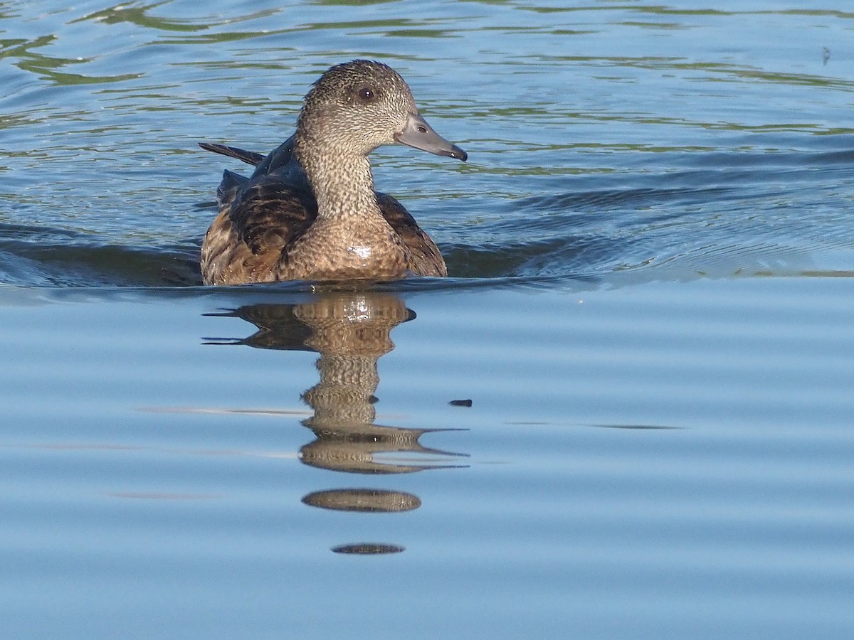 Свищ американський - ML647698637