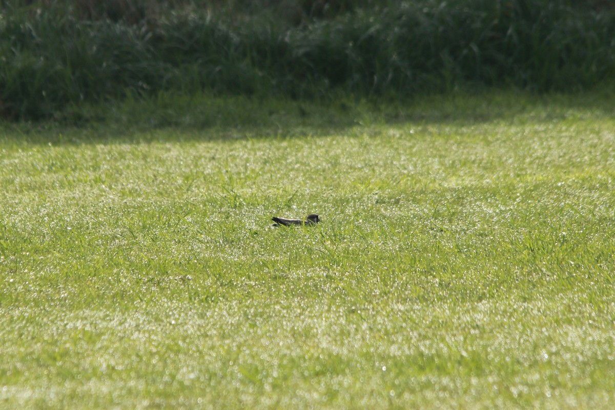 Чайка чилійська - ML647698638