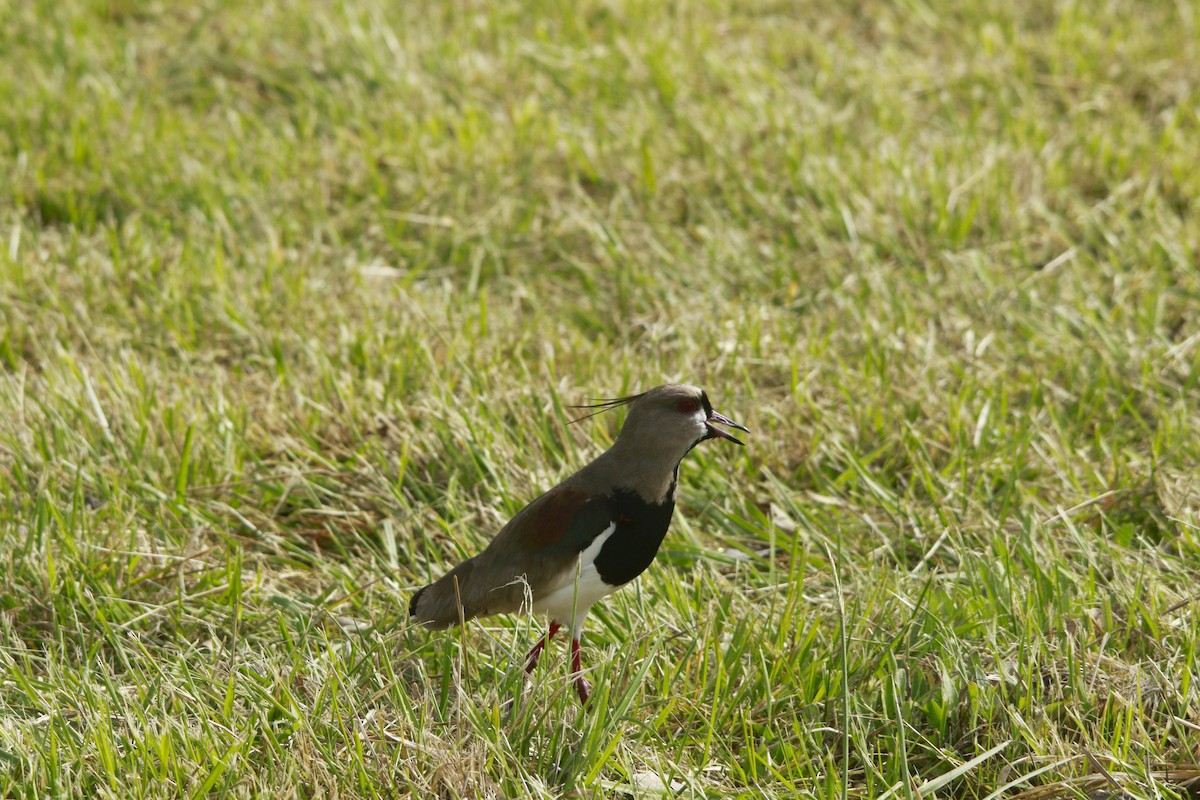 Чайка чилійська - ML647698639