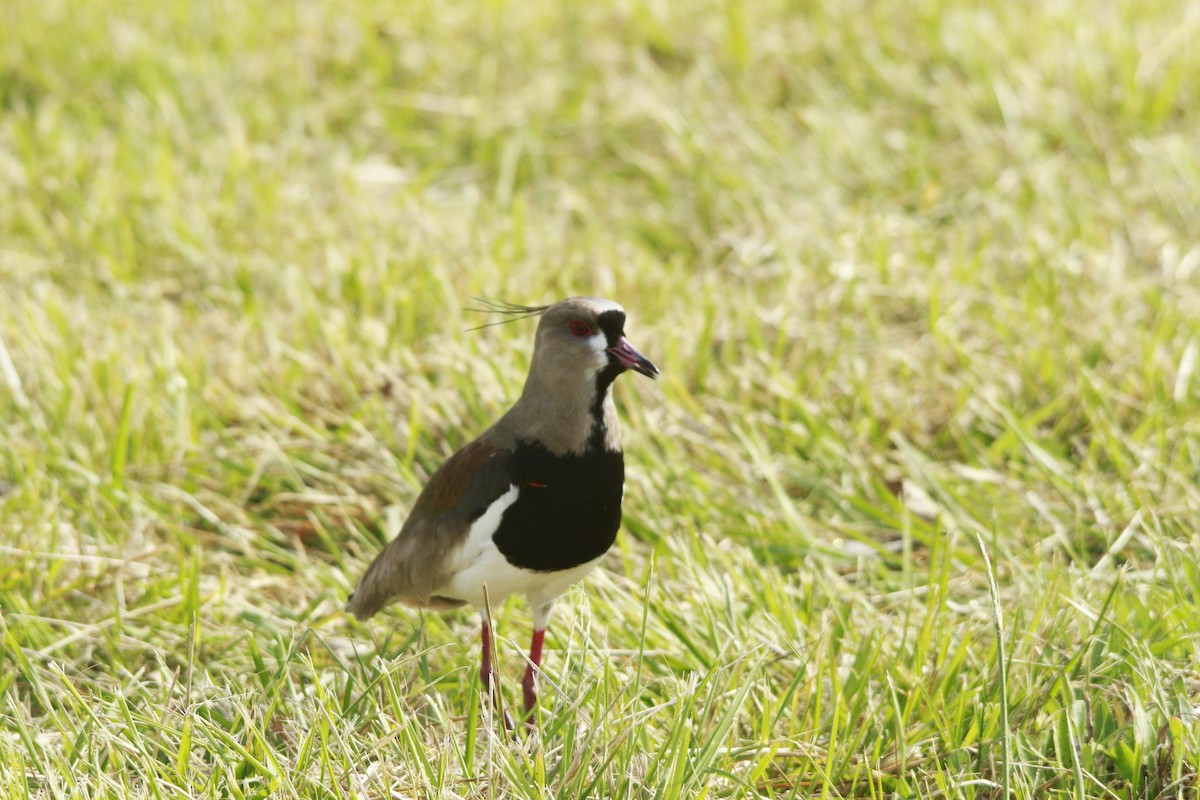 Чайка чилійська - ML647698640