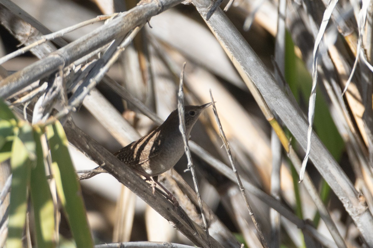 Northern House Wren (Northern) - ML647698641