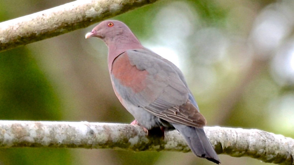 Голуб жовтодзьобий - ML647698642