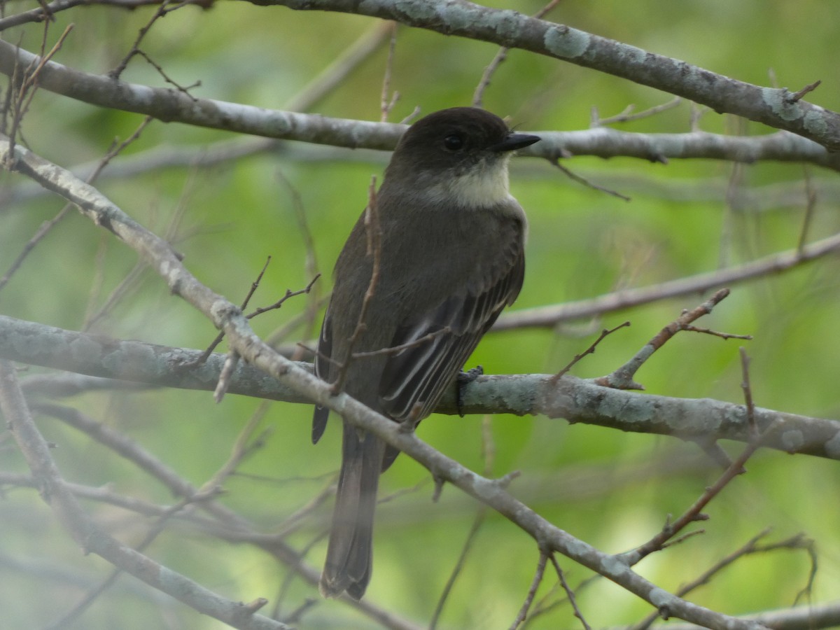 Феб буроспинний - ML647698643