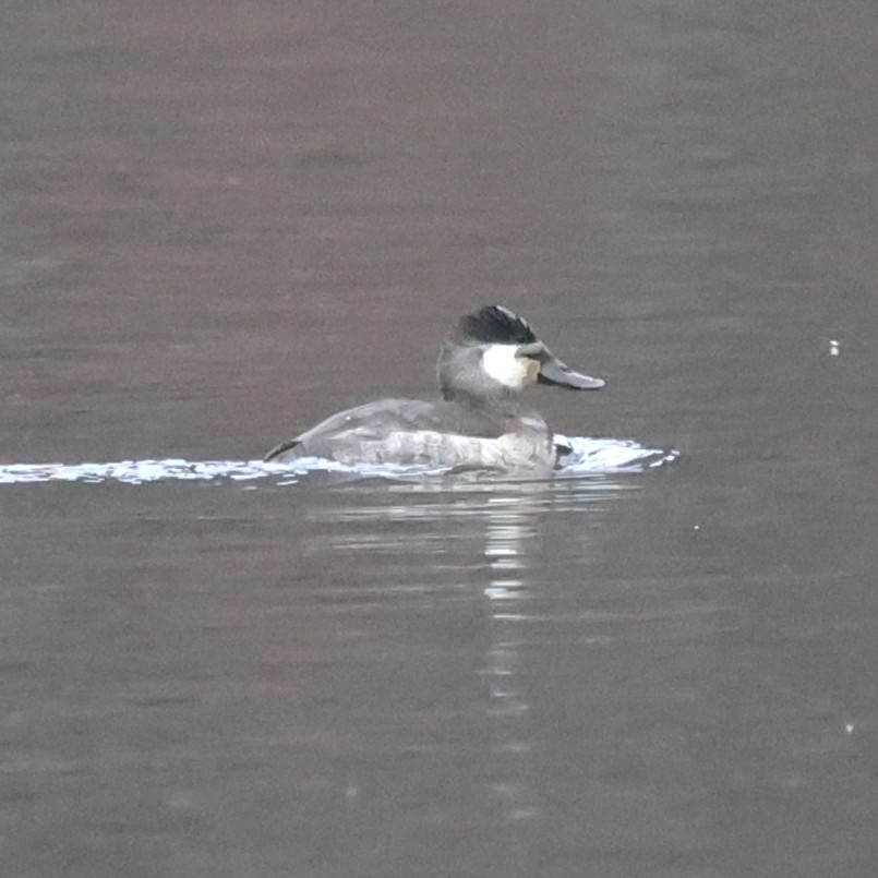 Савка американська - ML647698645