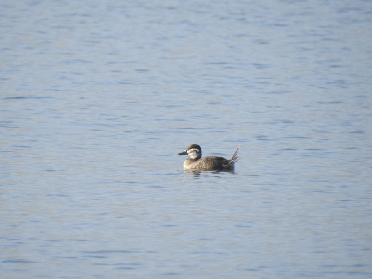 Савка аргентинська - ML647698646