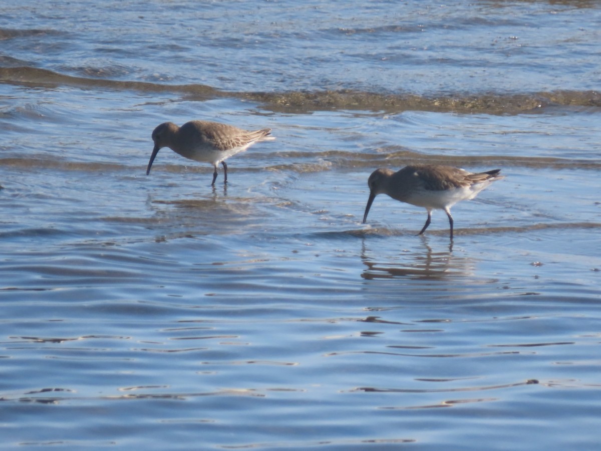 Побережник чорногрудий - ML647698650