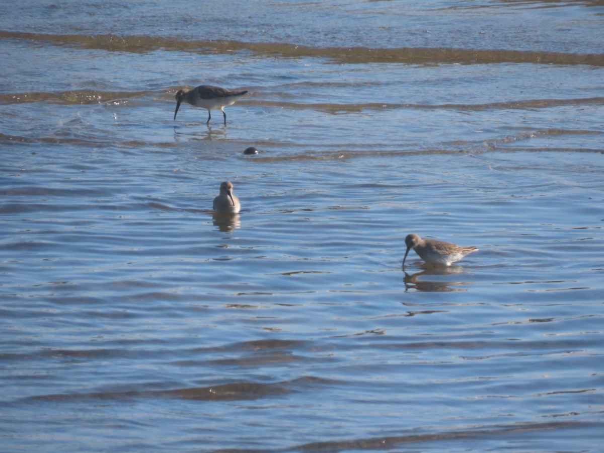 Побережник чорногрудий - ML647698651