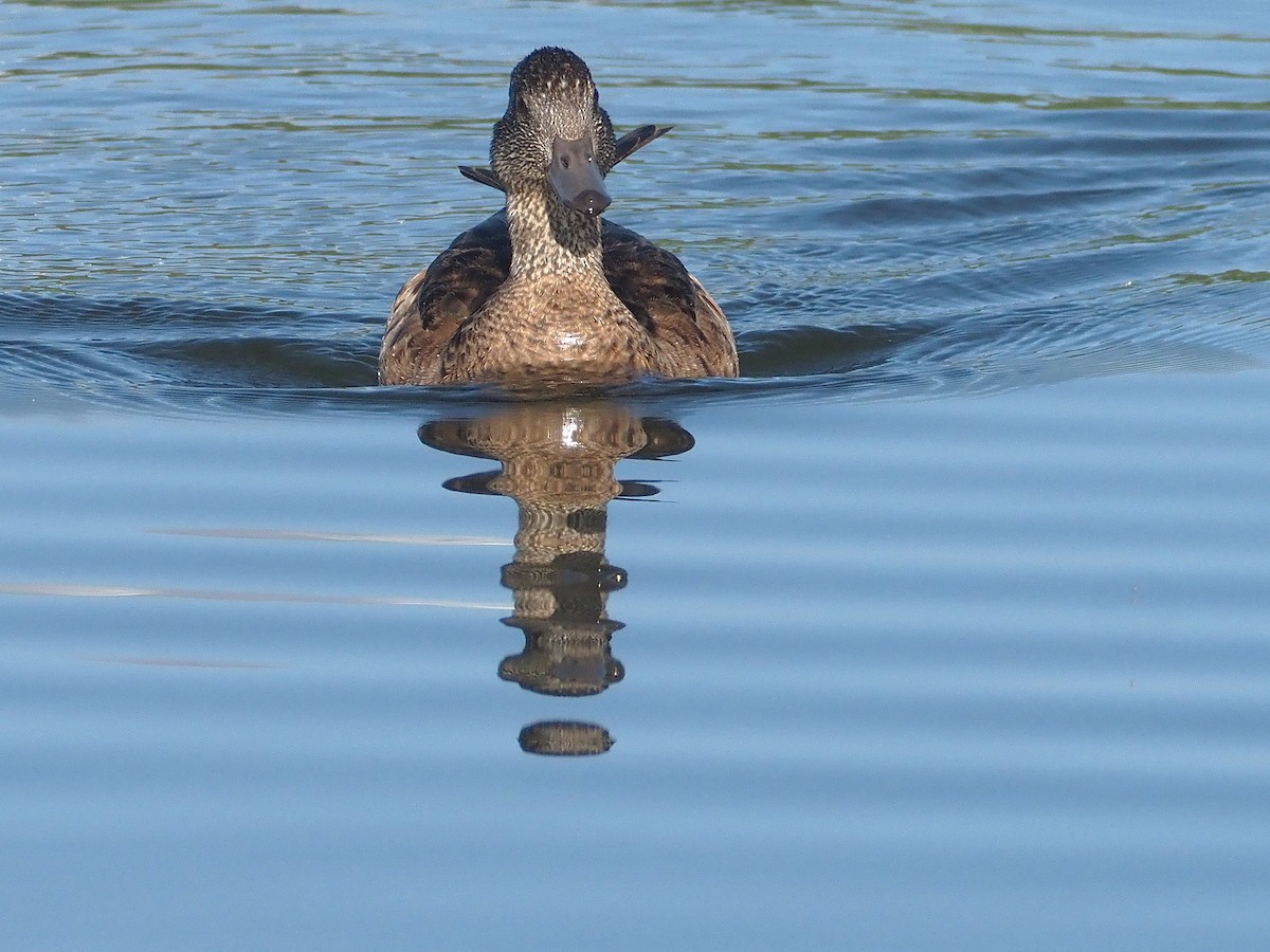 Свищ американський - ML647698653