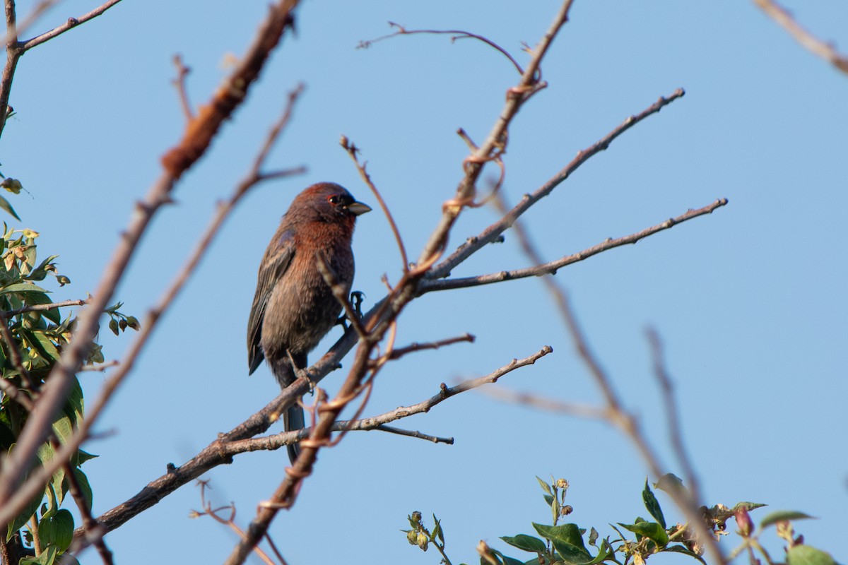 Скригнатка пурпурова - ML647698657