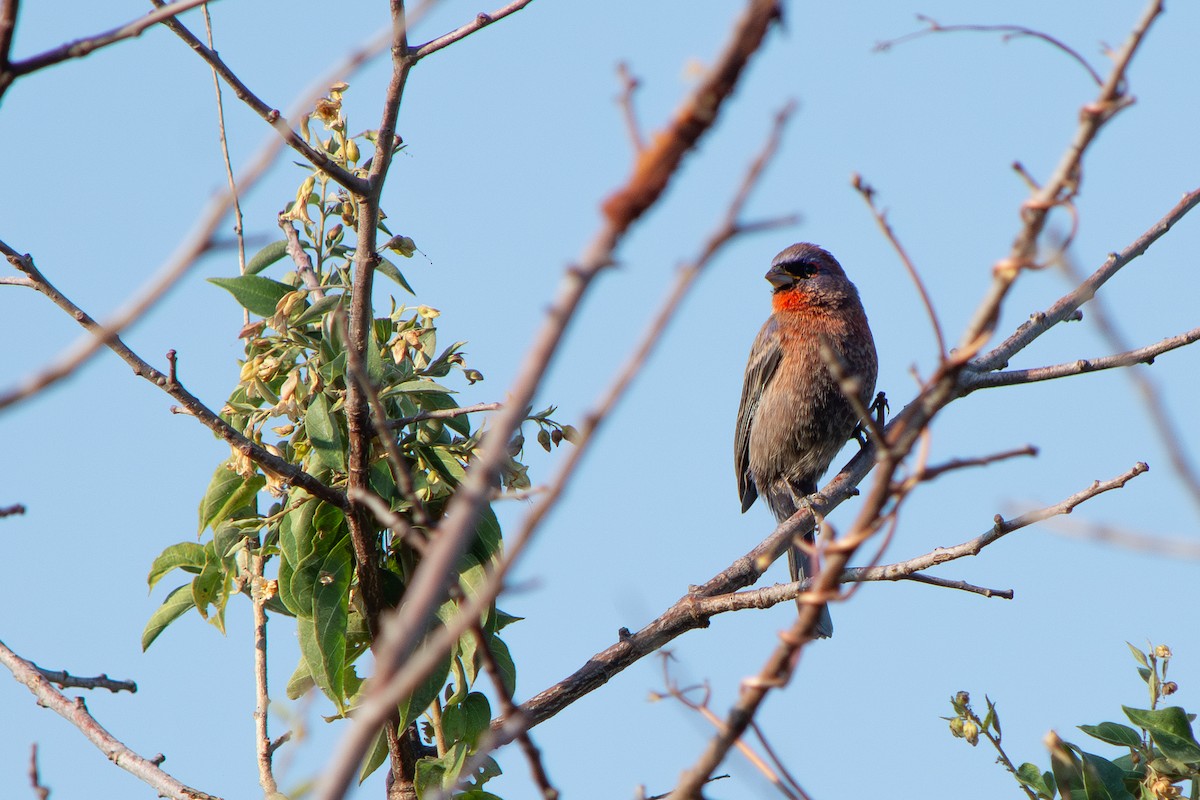 Скригнатка пурпурова - ML647698658