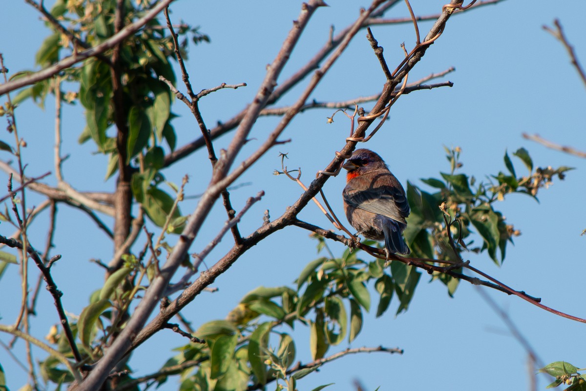 Скригнатка пурпурова - ML647698659