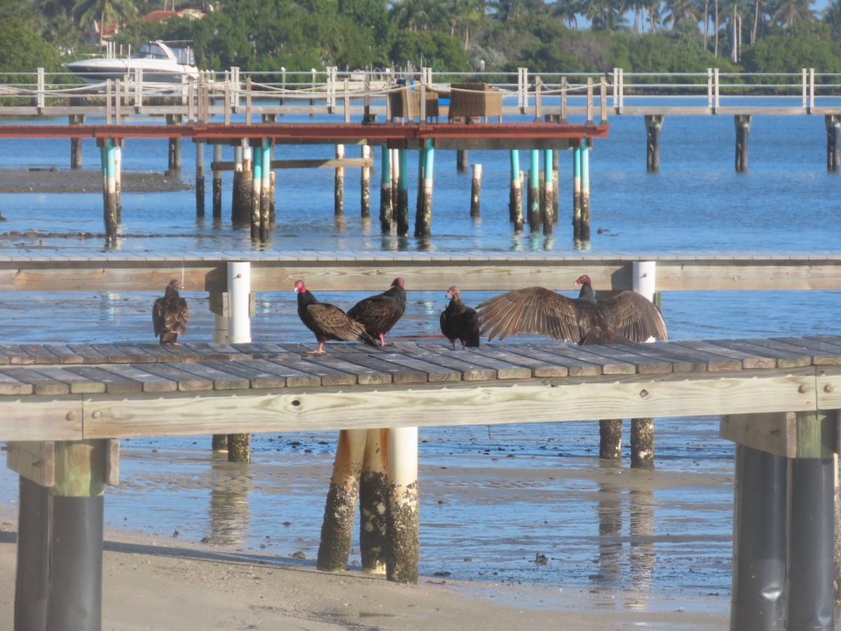 Turkey Vulture - ML647698684