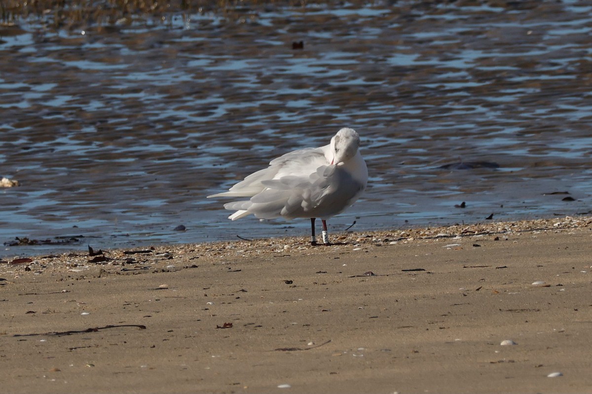 Mediterranean Gull - ML647698694