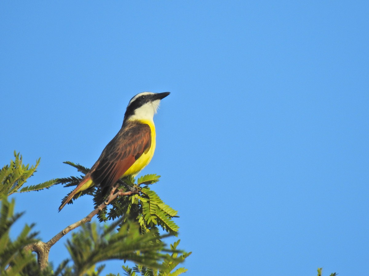 Büyük Kiskadi Tiranı - ML647698743