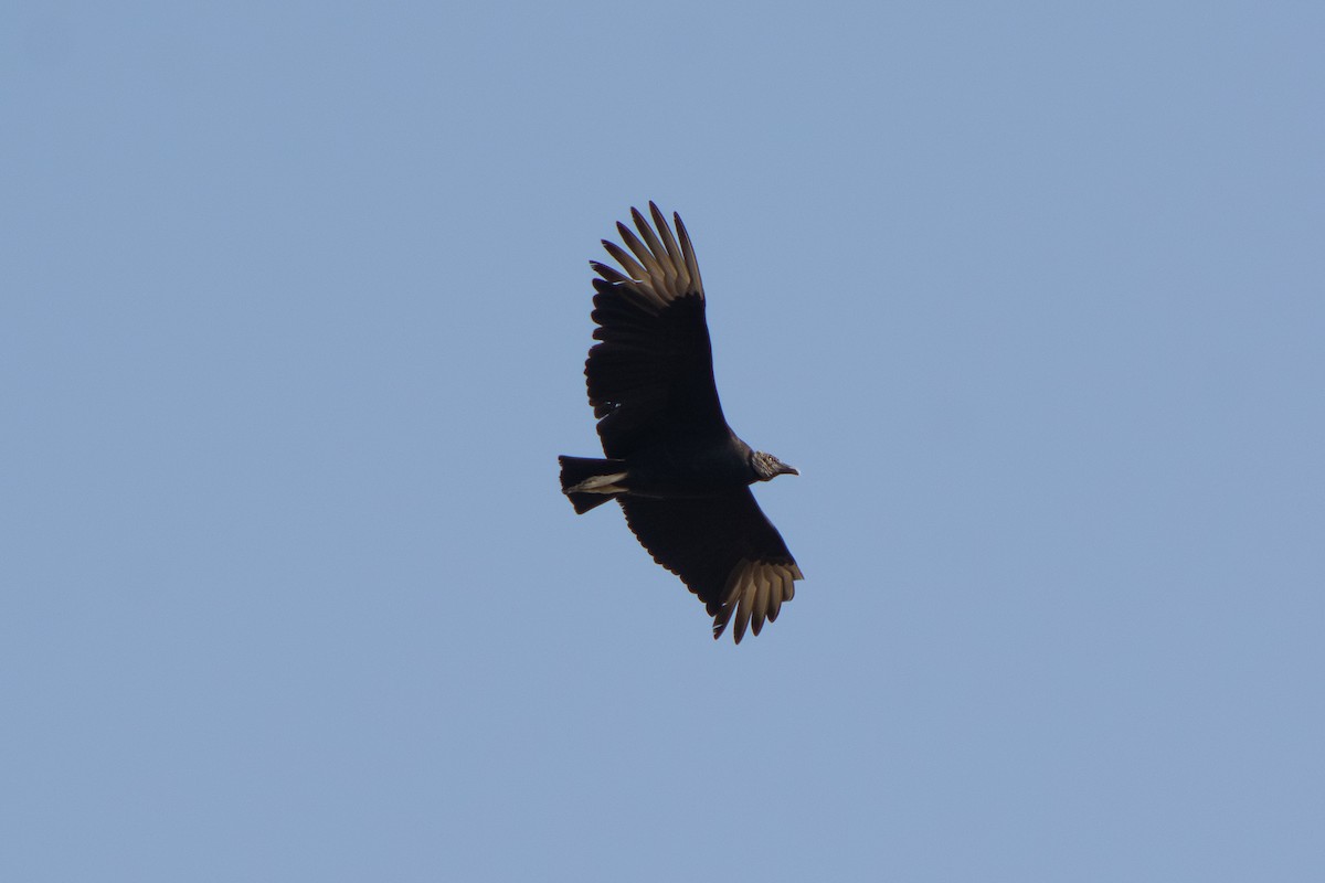 Black Vulture - ML647698745
