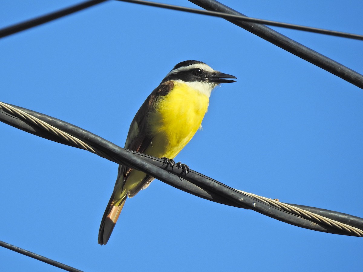 Büyük Kiskadi Tiranı - ML647698747