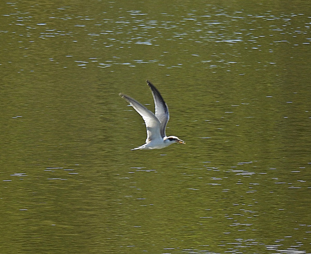 Sterne argentée - ML647698769