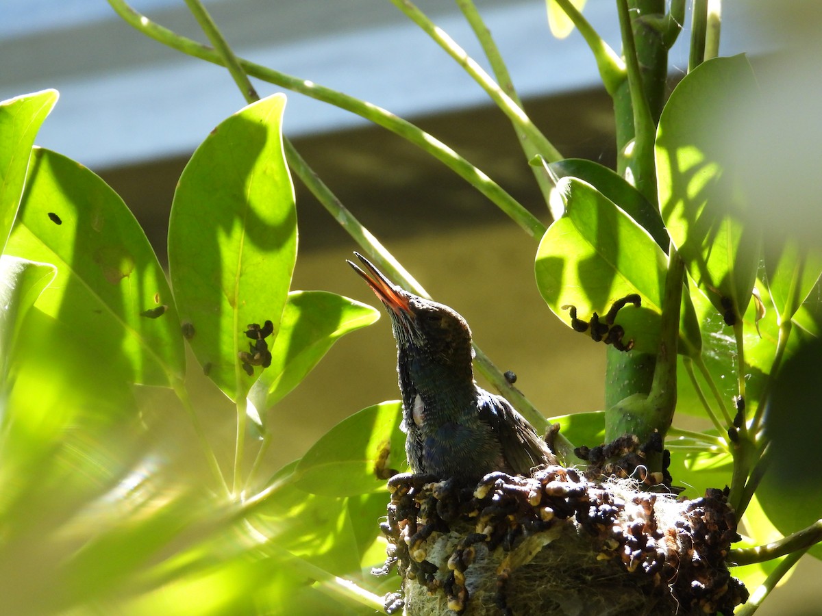 Колібрі синьочеревий - ML647698823