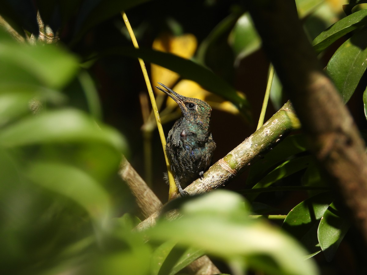 Колібрі синьочеревий - ML647698824