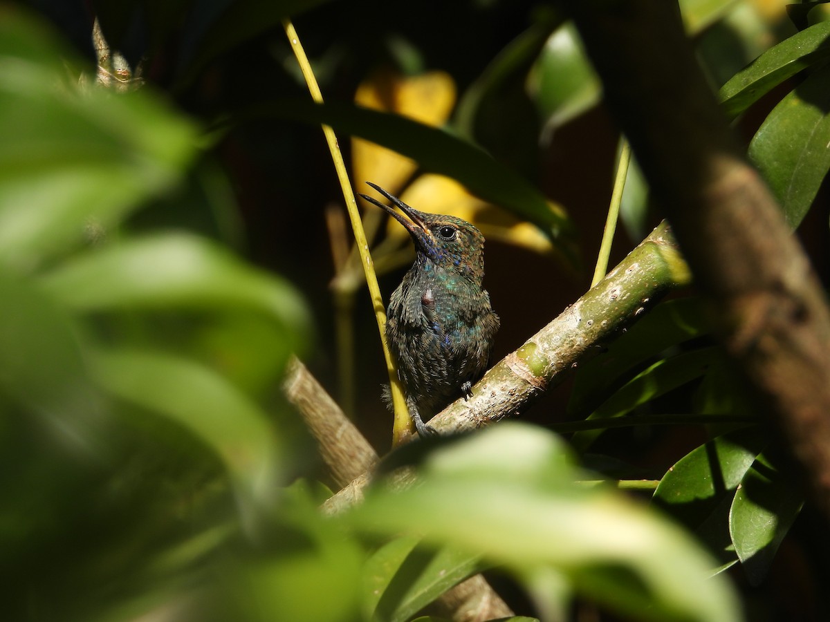 Колібрі синьочеревий - ML647698825