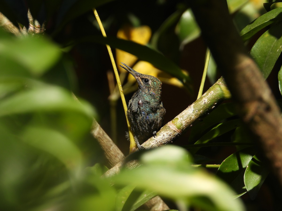 Колібрі синьочеревий - ML647698826