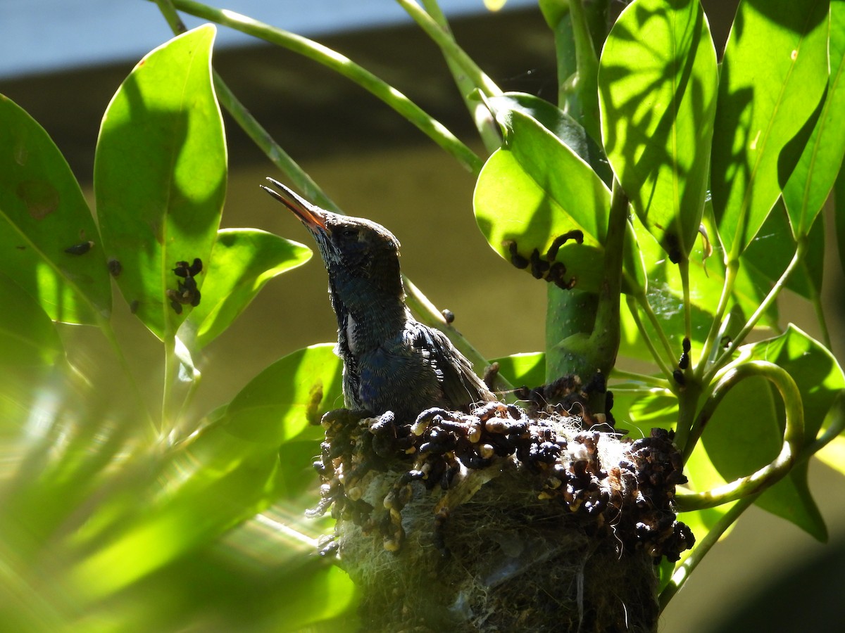 Колібрі синьочеревий - ML647698828