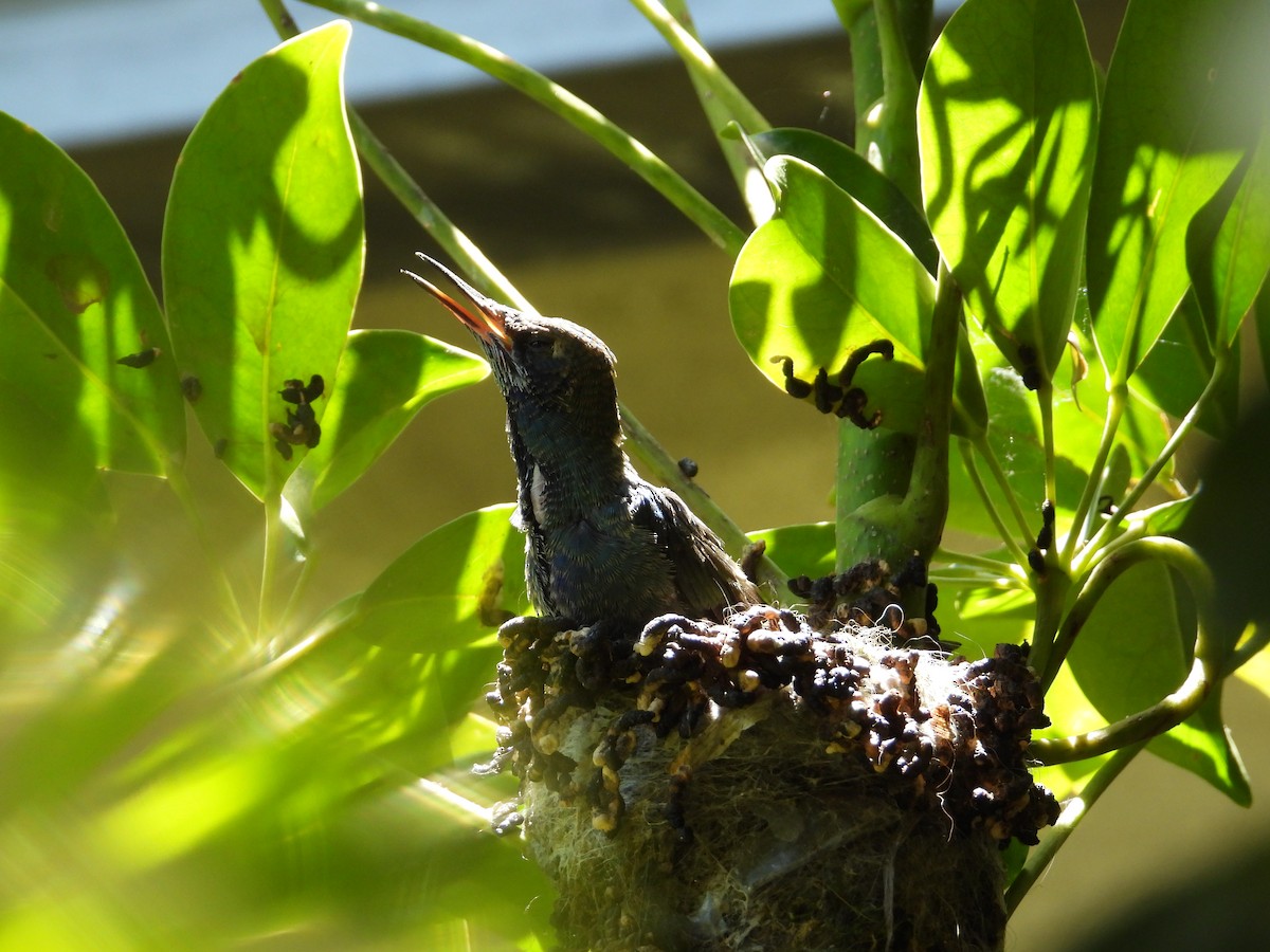 Колібрі синьочеревий - ML647698830