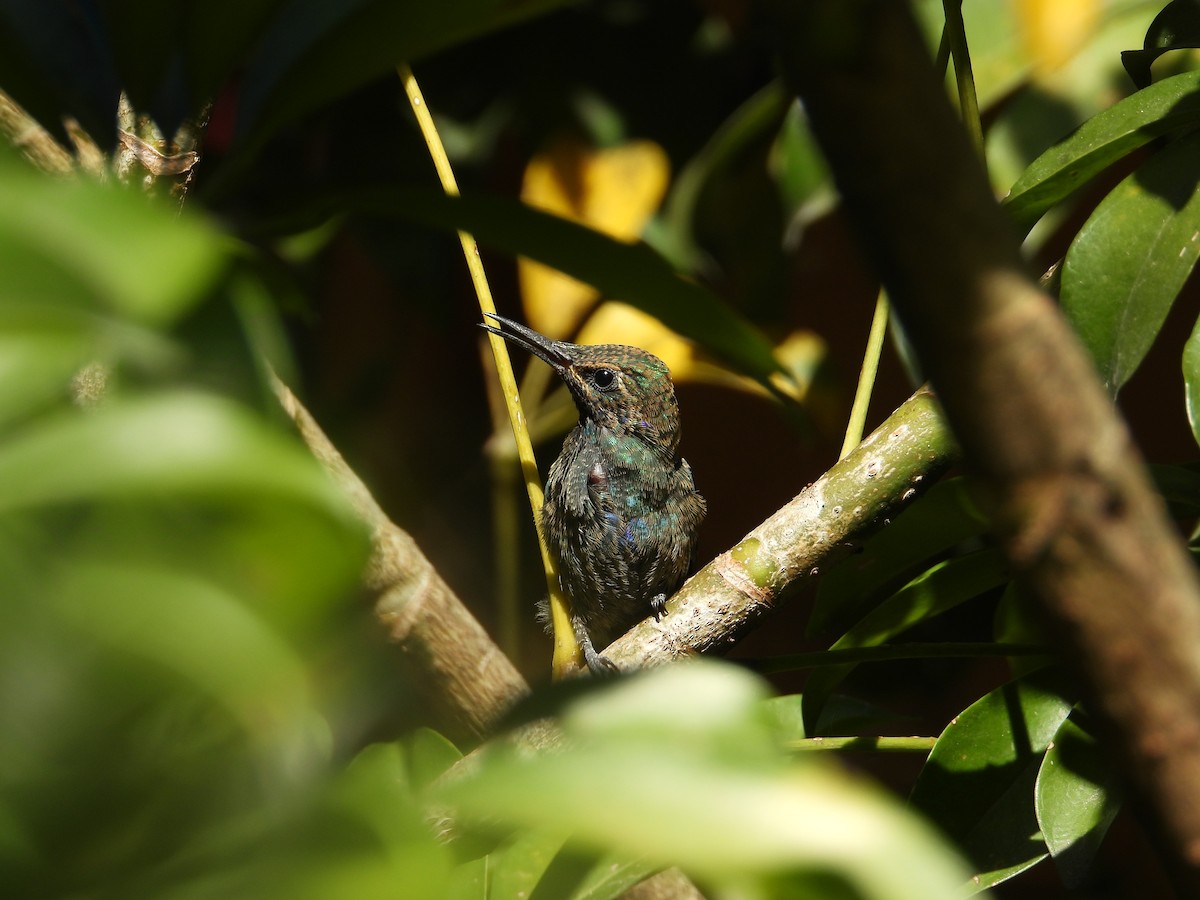 Колібрі синьочеревий - ML647698832