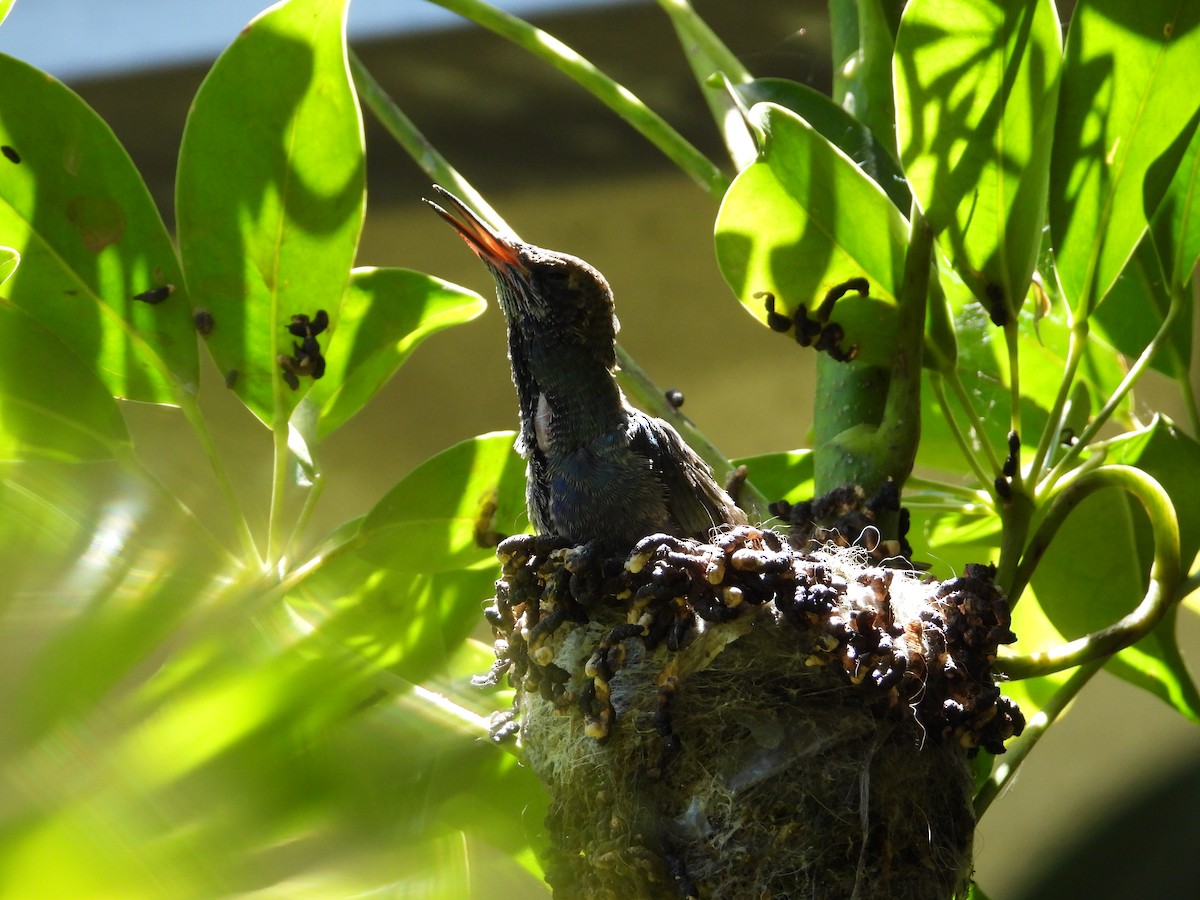 Колібрі синьочеревий - ML647698834