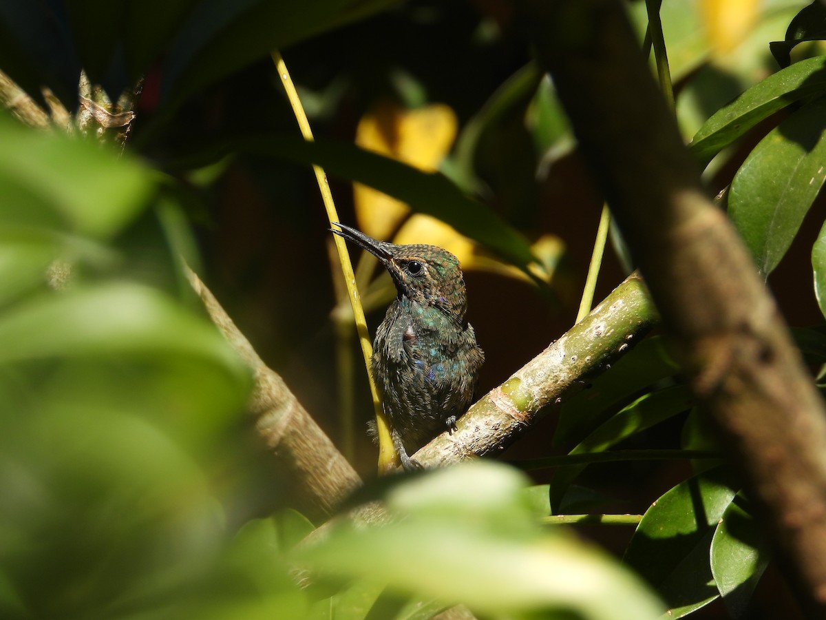 Колібрі синьочеревий - ML647698835