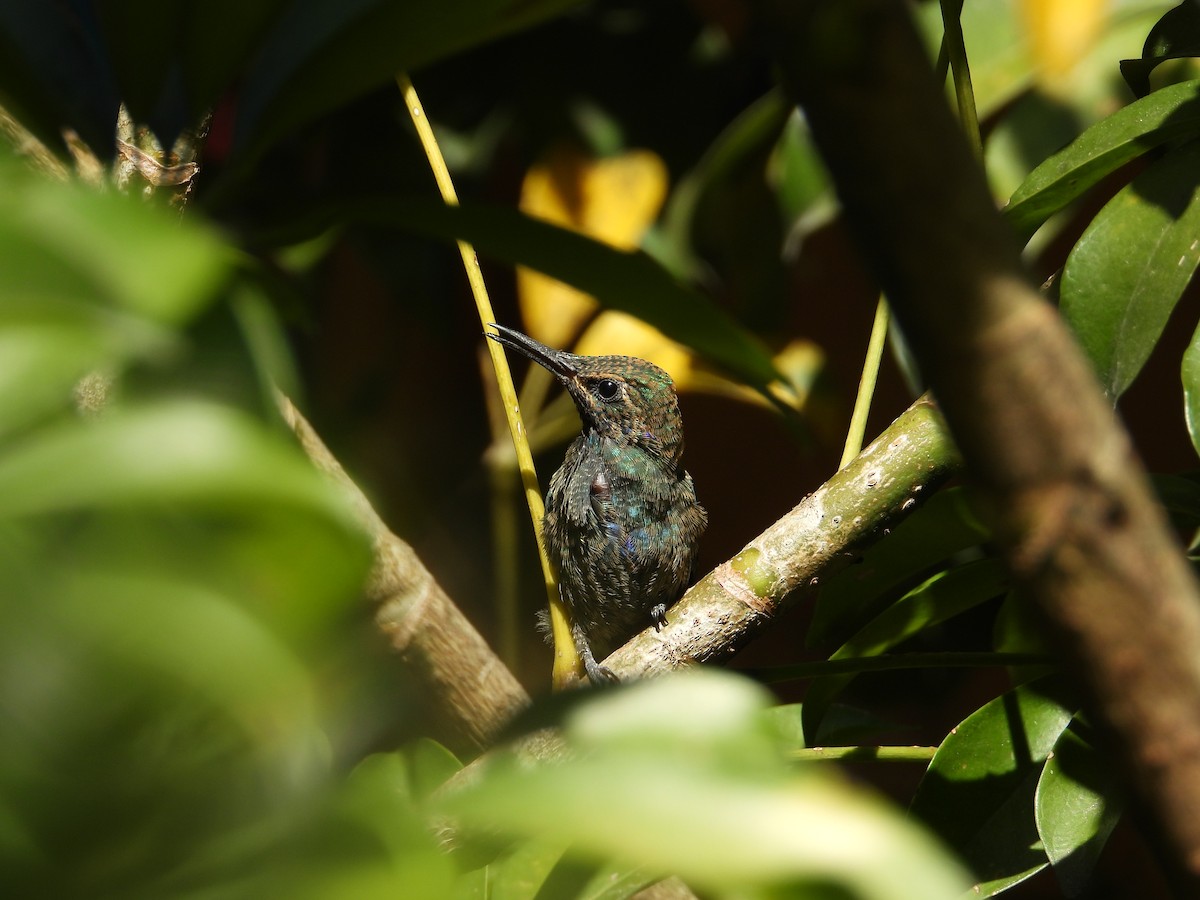 Колібрі синьочеревий - ML647698836