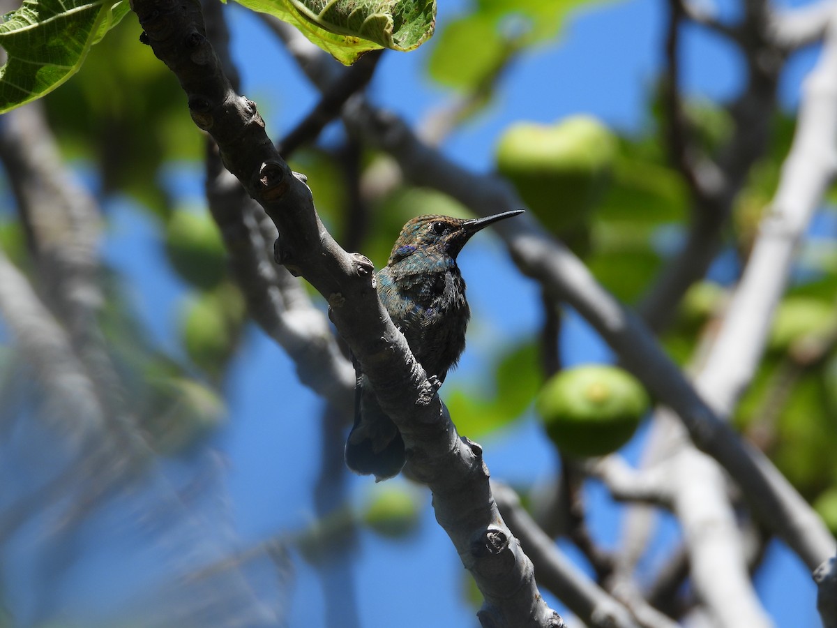 Колібрі синьочеревий - ML647698837