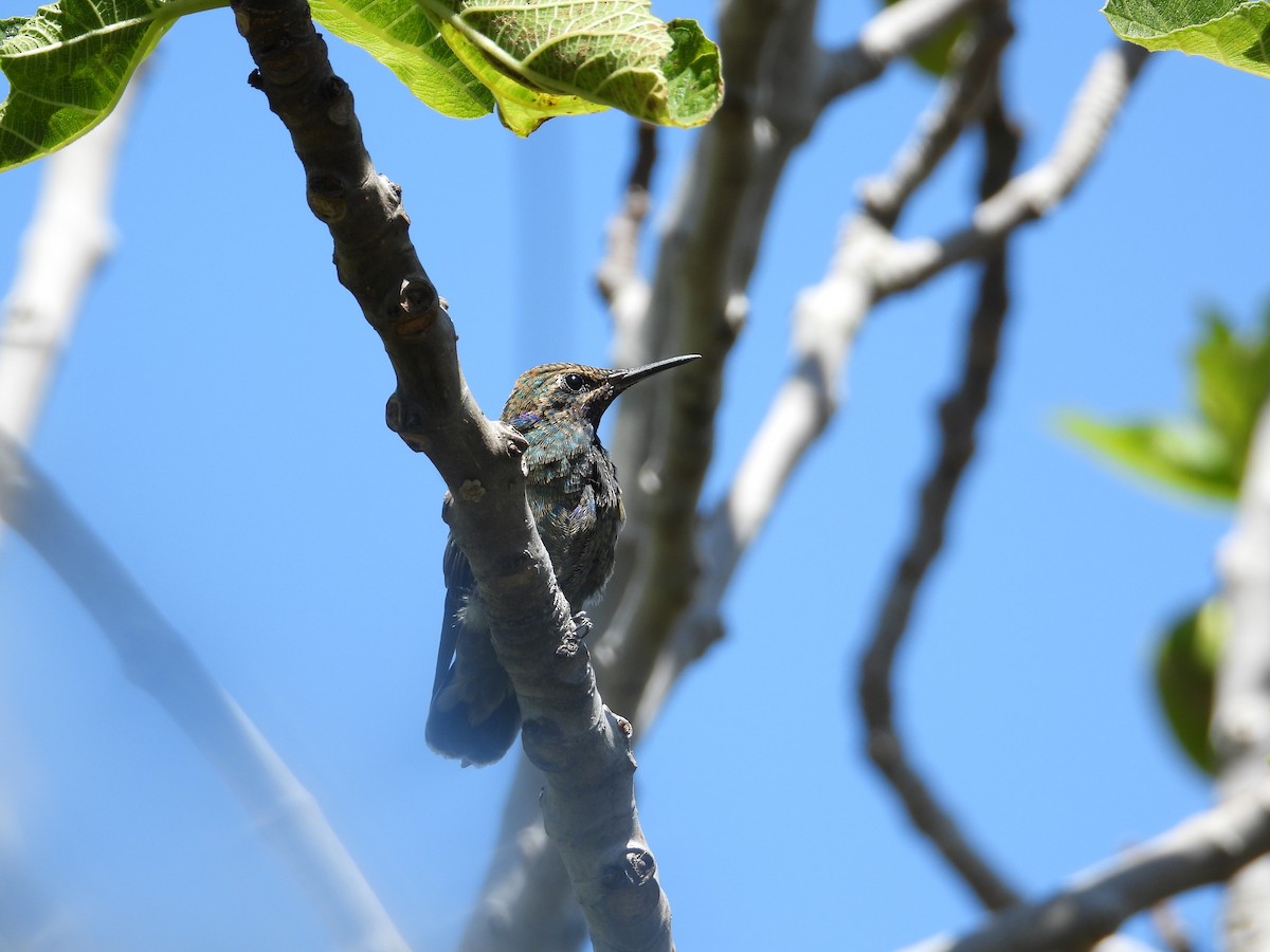 Колібрі синьочеревий - ML647698838