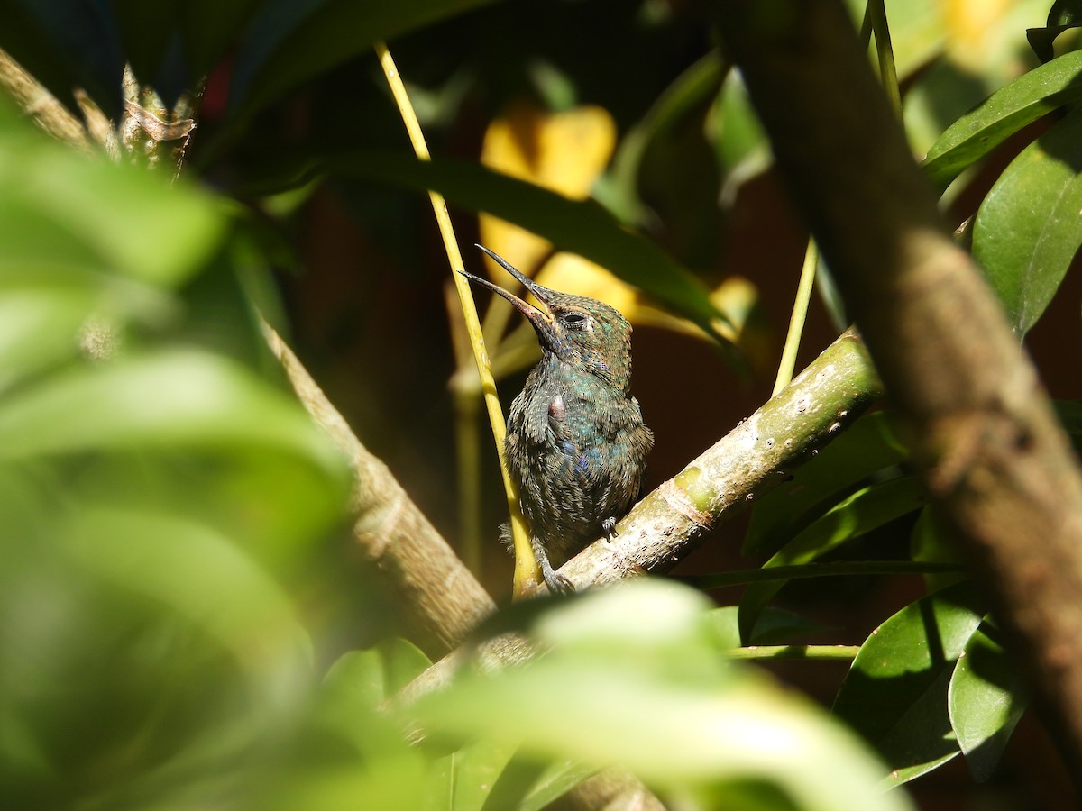 Колібрі синьочеревий - ML647698840