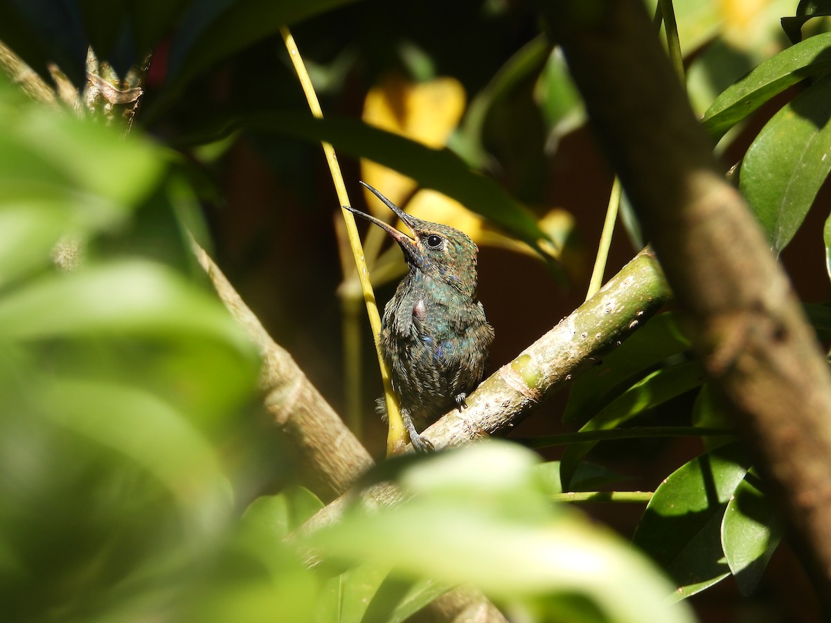 Колібрі синьочеревий - ML647698841