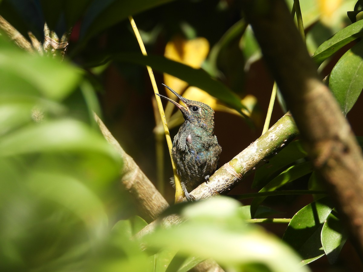 Колібрі синьочеревий - ML647698842