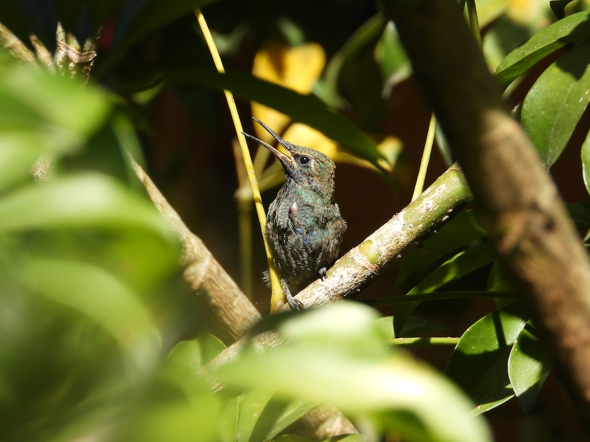 Колібрі синьочеревий - ML647698843