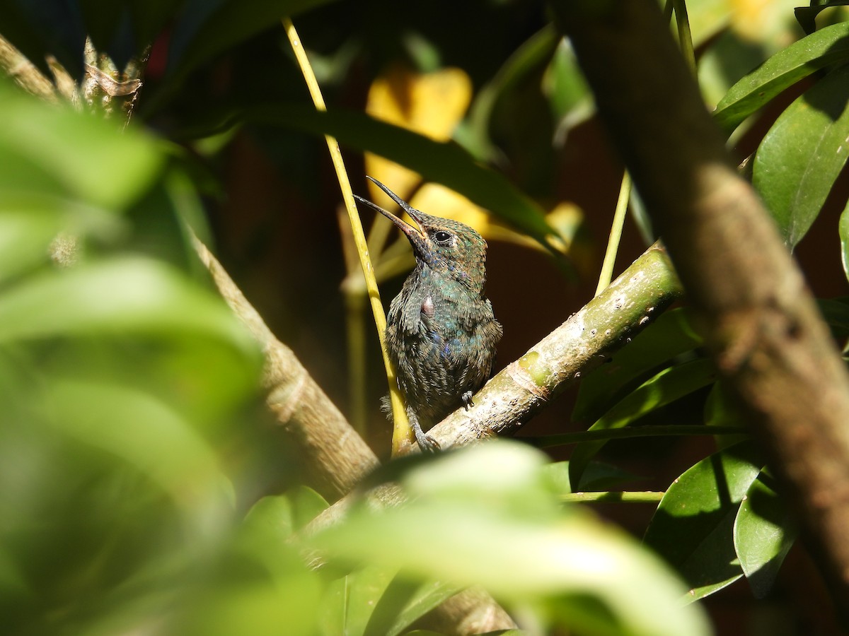 Колібрі синьочеревий - ML647698844