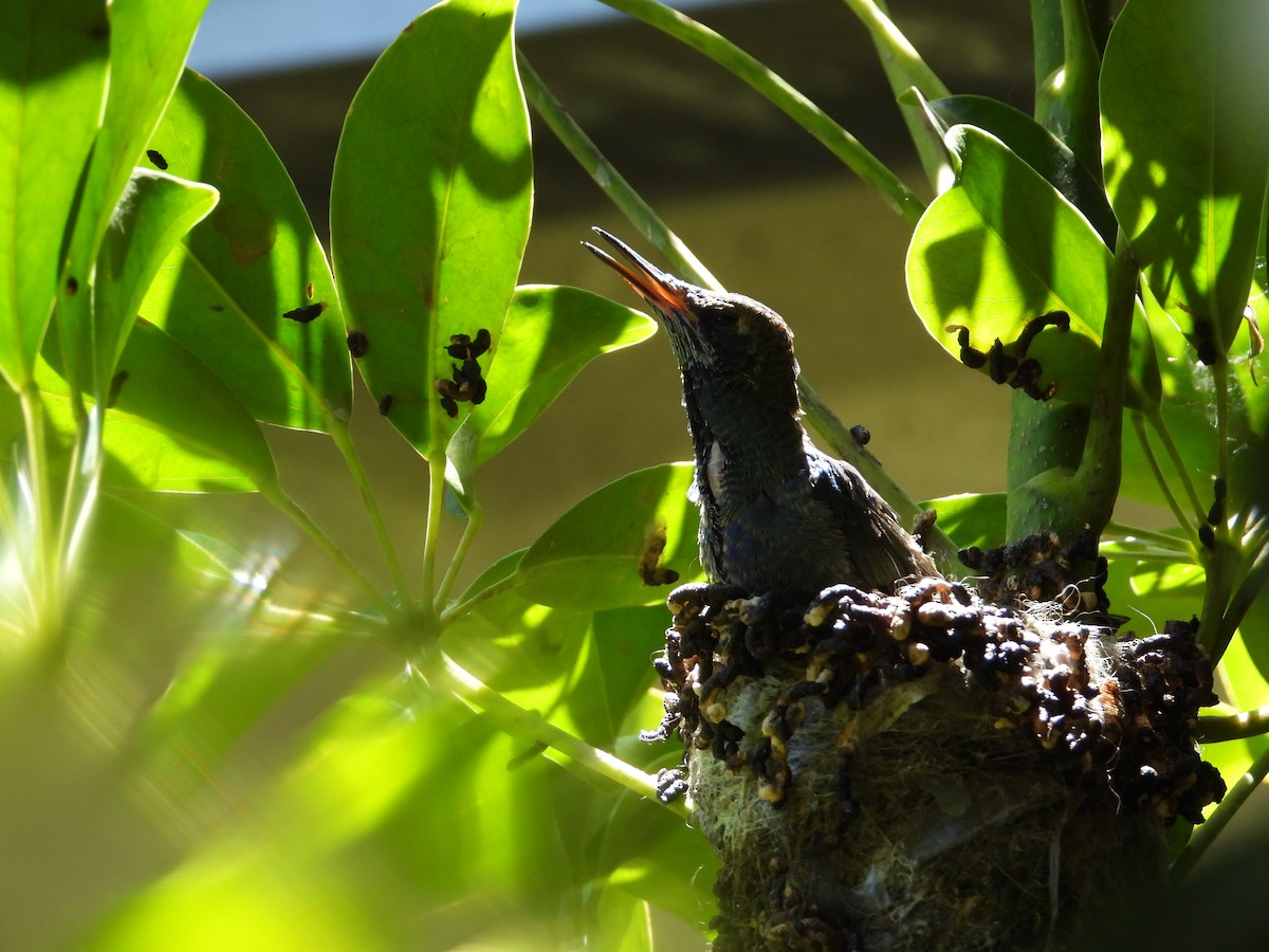 Колібрі синьочеревий - ML647698845