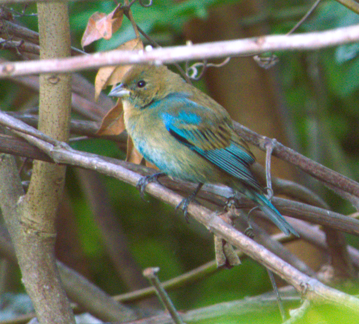 Indigo Bunting - ML647698853