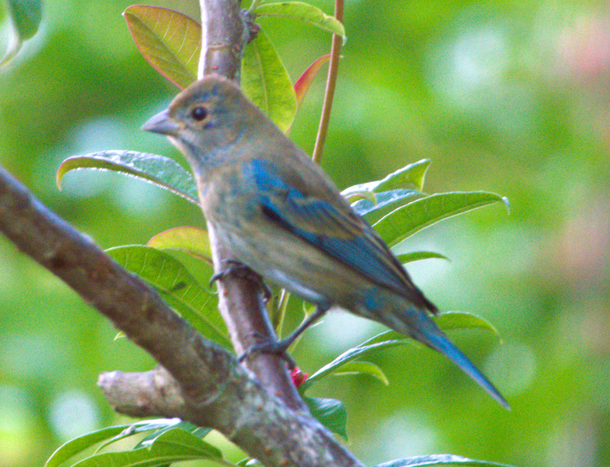 Indigo Bunting - ML647698854