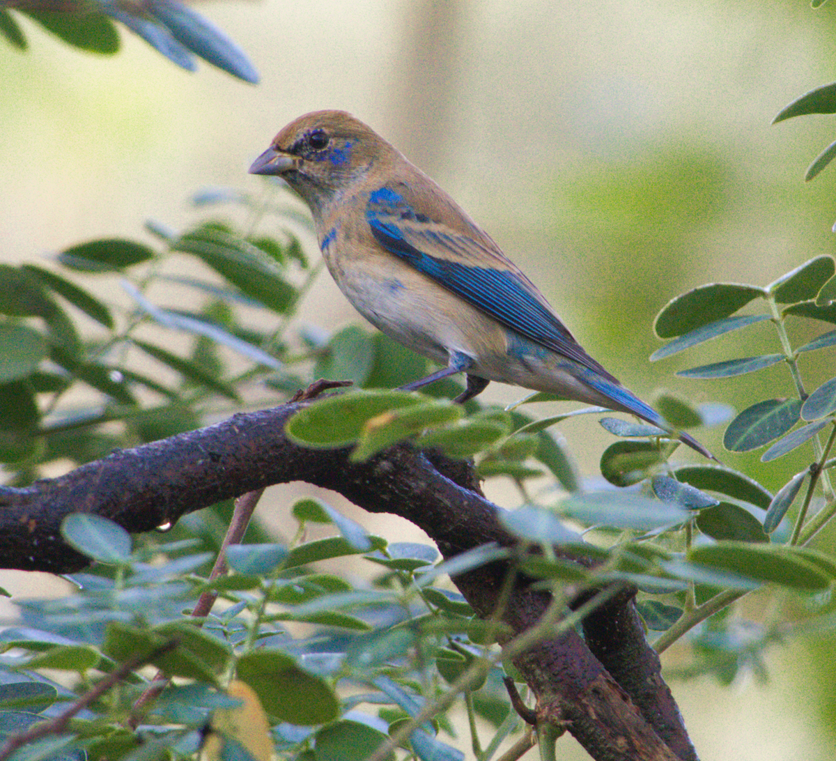 Indigo Bunting - ML647698855