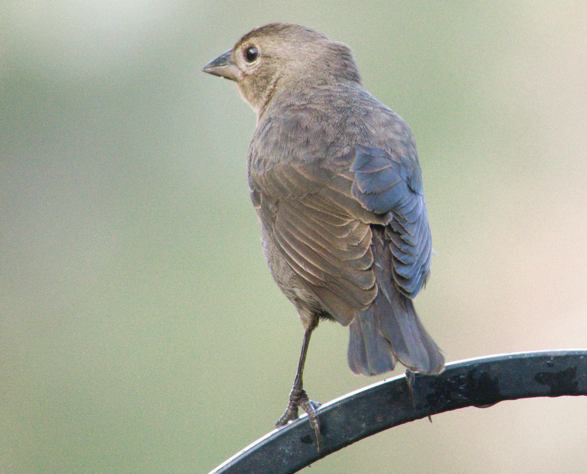 Indigo Bunting - ML647698856
