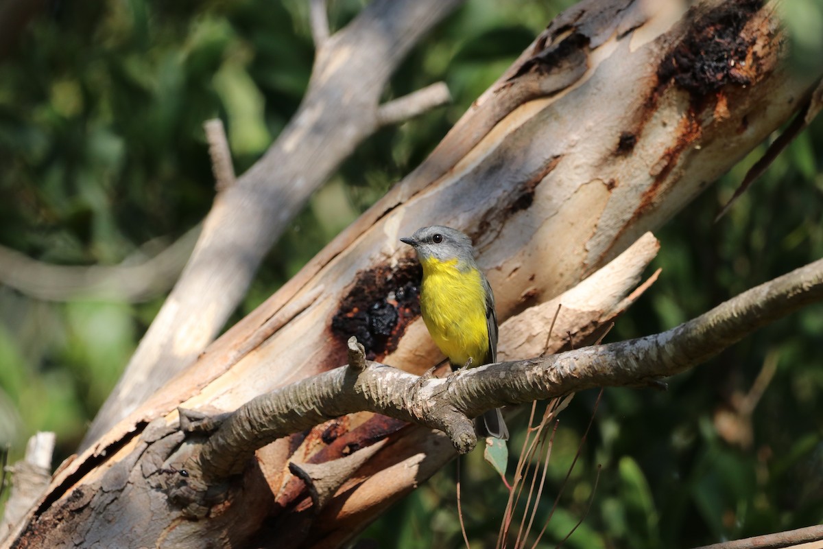 lejsčík žlutý - ML647698862