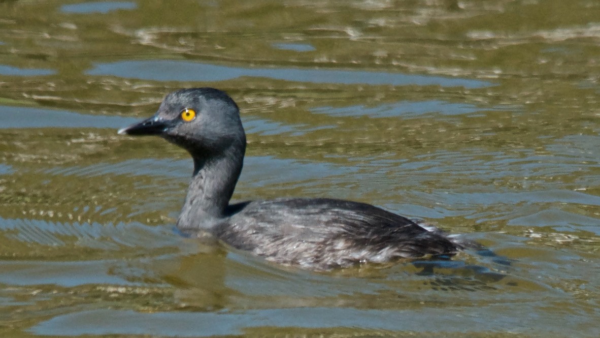 Amerika Küçük Batağanı - ML647698917