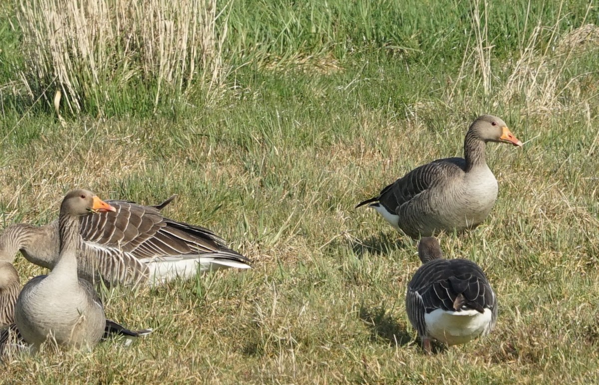 Oie cendrée - ML647698922