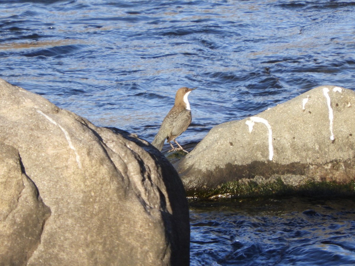 Пронурок біловолий - ML647698924