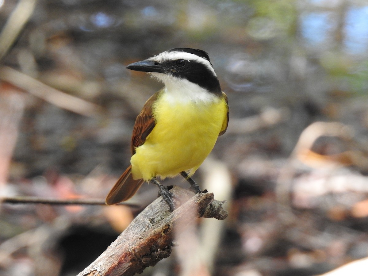 Büyük Kiskadi Tiranı - ML647698958